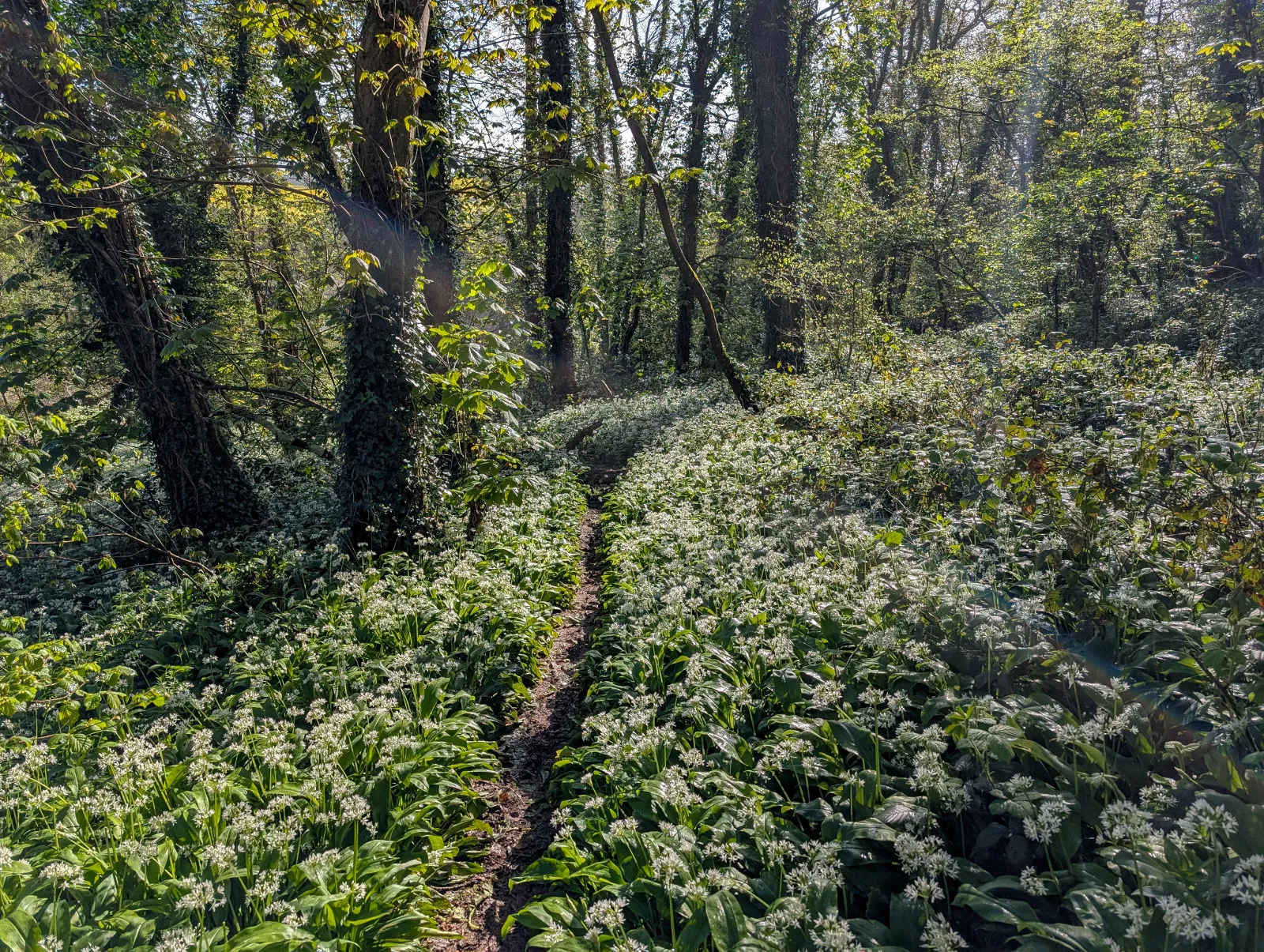 Photo at near Yealmpton, South Hams