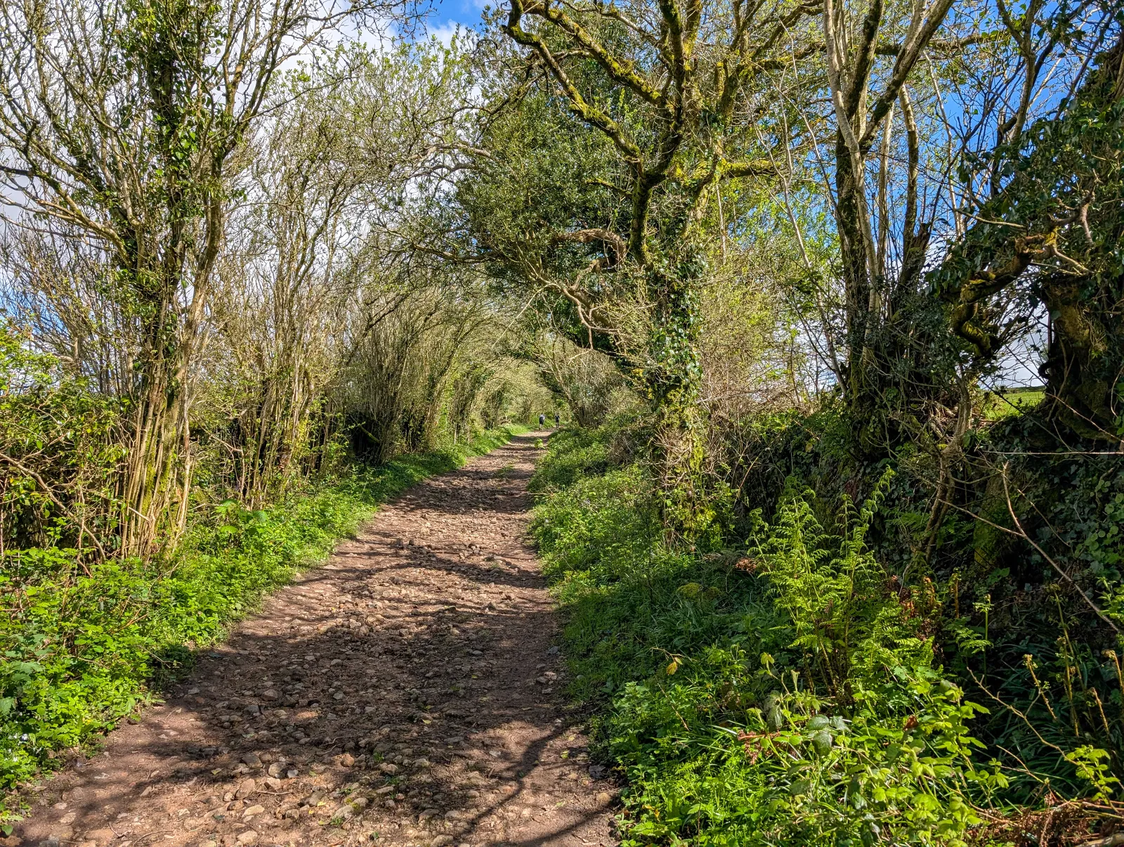 Photo at Redlake Tramway, South Hams