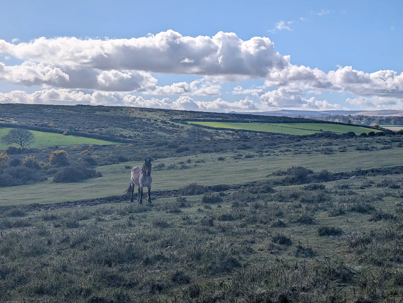 Photo at near Widecombe, Teignbridge