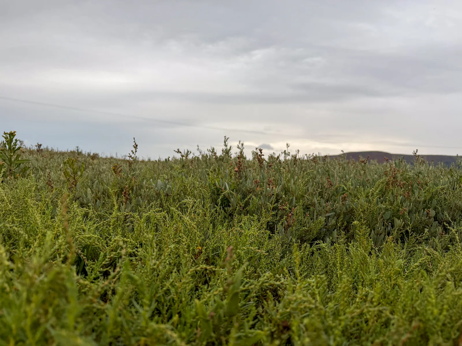 Photo at Porlock Marsh
