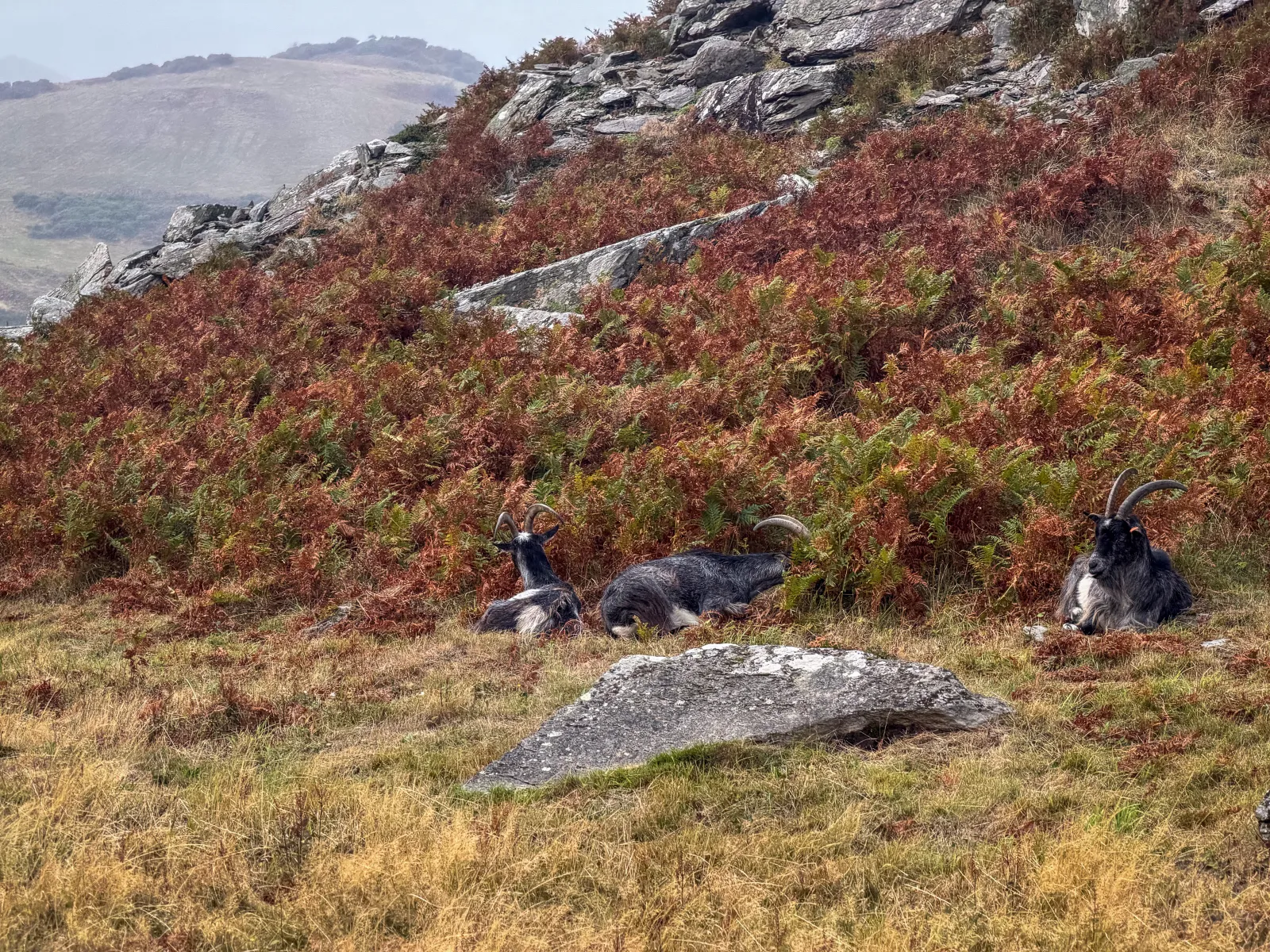 Photo at Lynton, North Devon