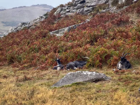 Photo at Lynton