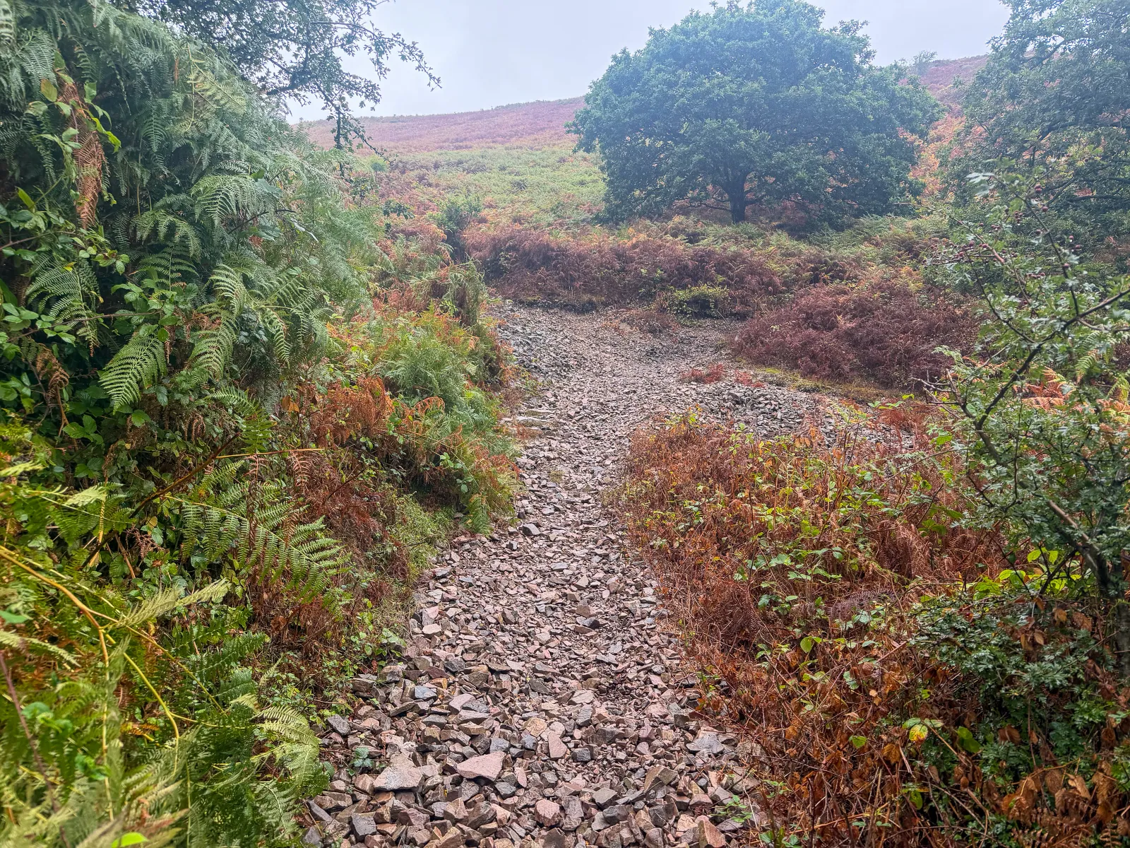 Photo at Trentishoe, North Devon
