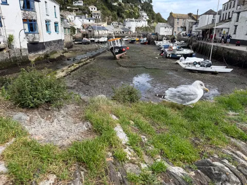 Photo at Polperro