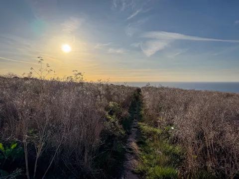 Photo at Axmouth