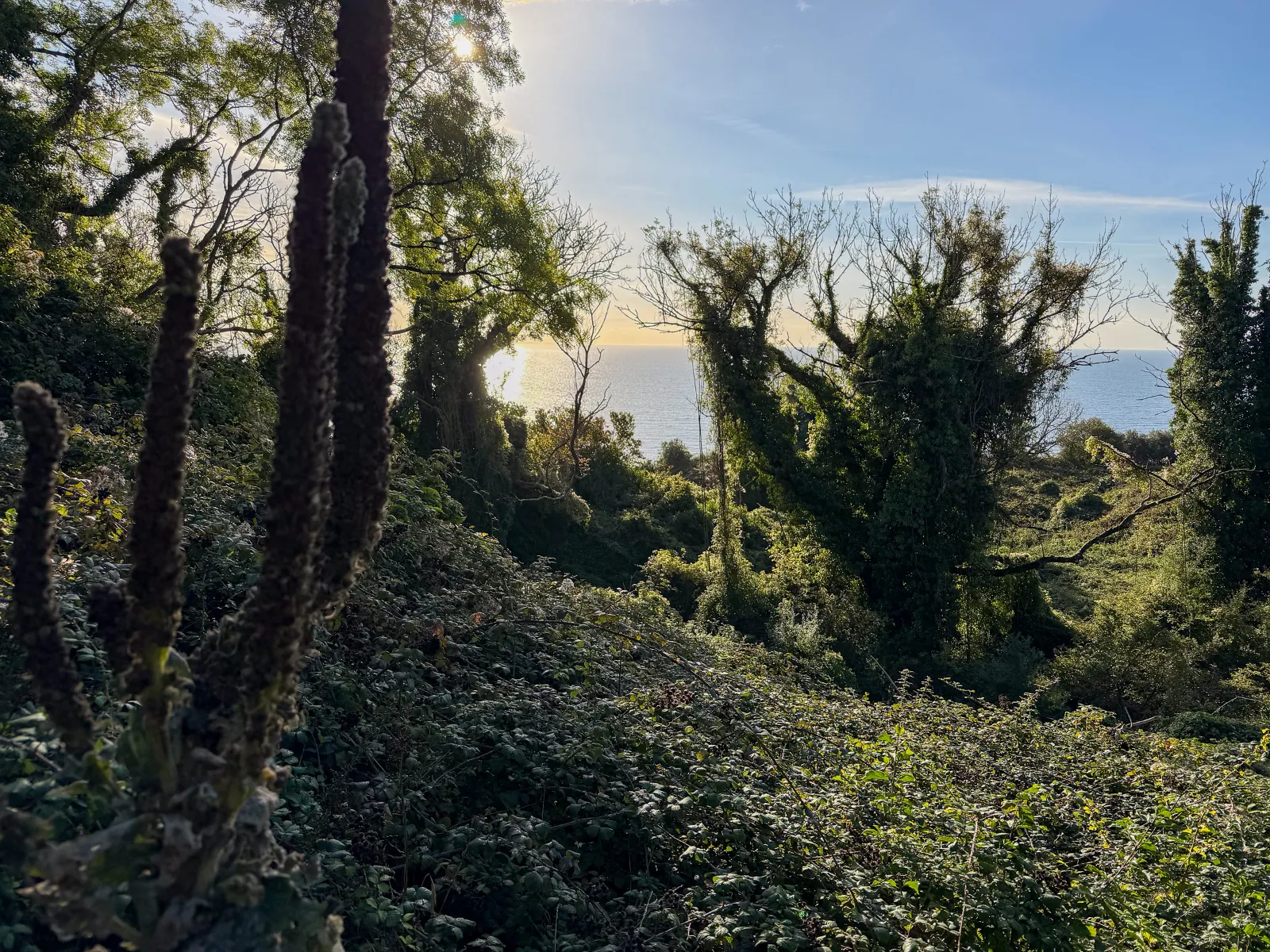 Photo at The Undercliff, East Devon