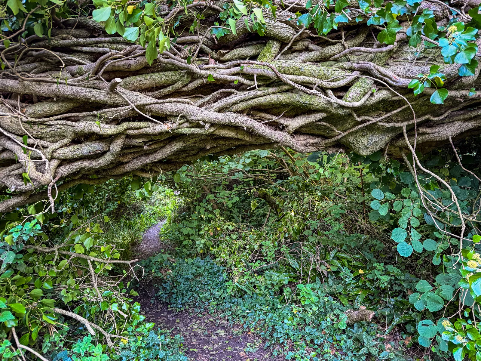 Photo at The Undercliff, East Devon
