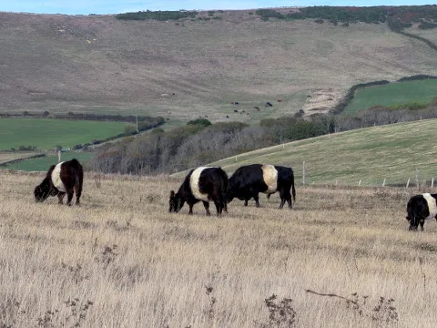 Photo at Kimmeridge