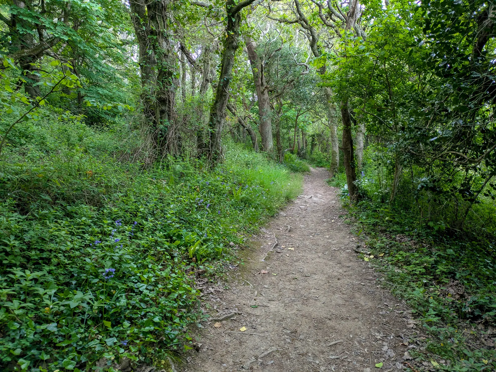 Photo at Mothecombe, South Hams