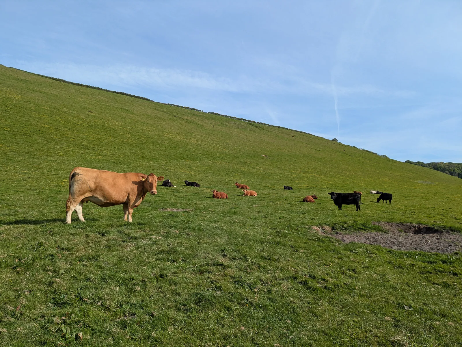 Photo at Ringmore, South Hams
