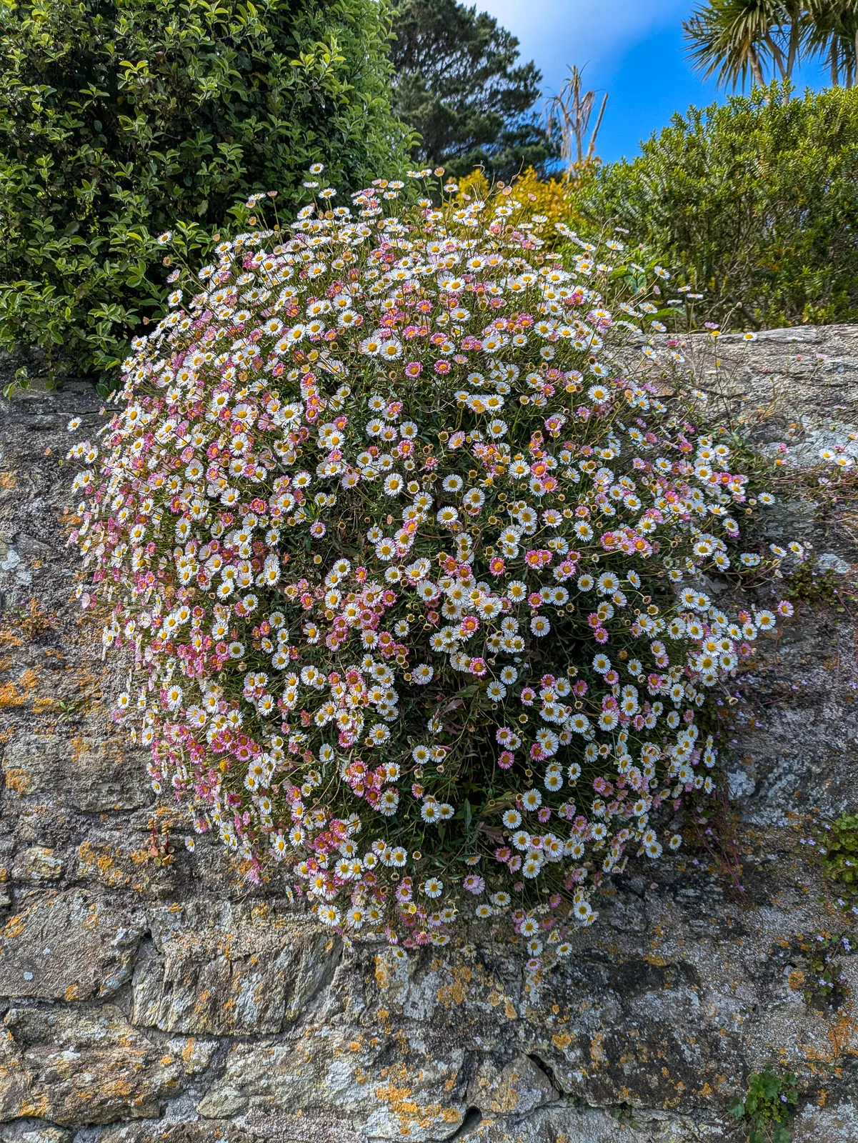 Photo at East Portlemouth, Salcombe