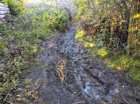 Photo at near Shalfleet